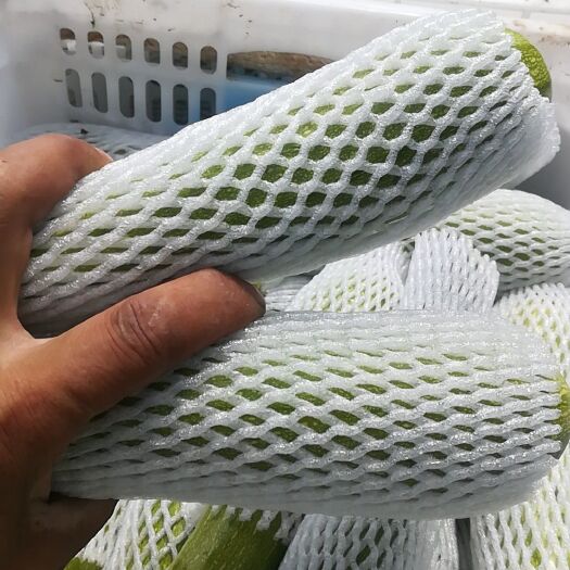 沽源县 绿皮西葫芦