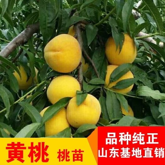 平邑县黄桃树苗  优质黄金蜜桃树苗 果大香甜  基地直供 假一赔十 可签定合同