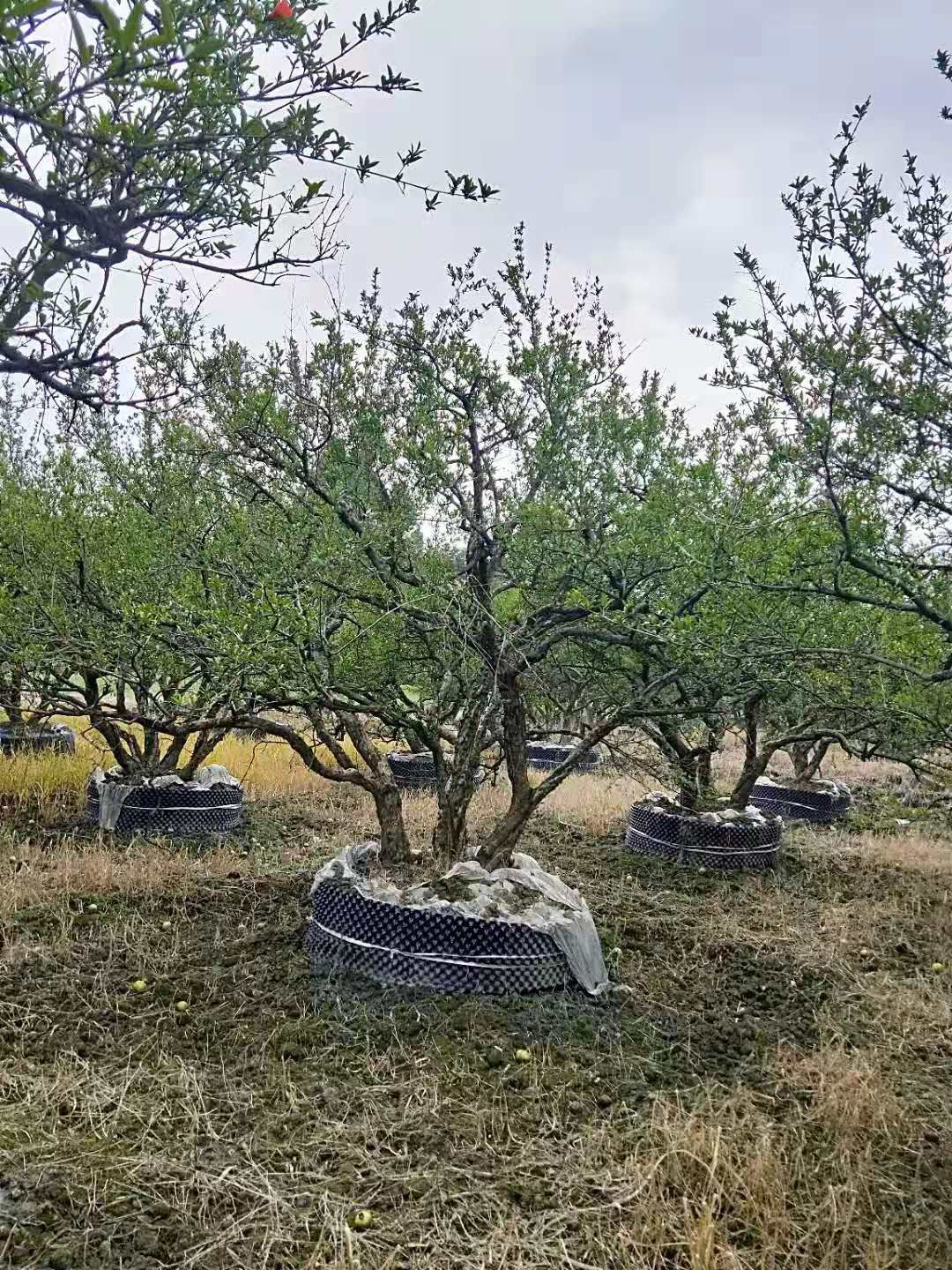 果石榴 成都郫县信和园林，石榴基地直供，10-30公分各种规格都有