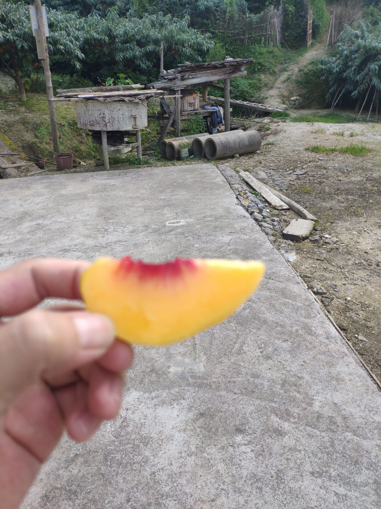 炎陵黄桃 45mm以上 2 - 3两