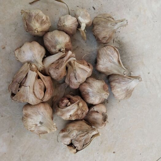 彭州市彭县大蒜 优质软叶蒜，大小都有！价格美丽！有现货两万多斤