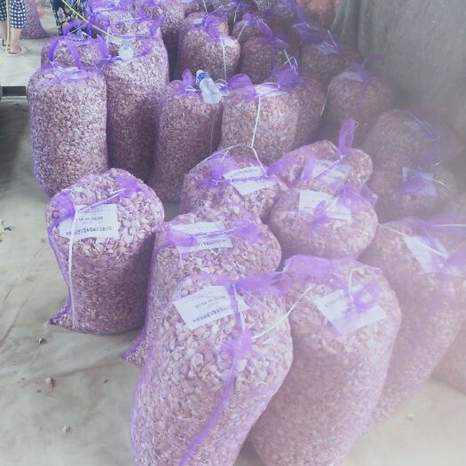 丰县红皮大蒜 苏北红皮川蒜种子