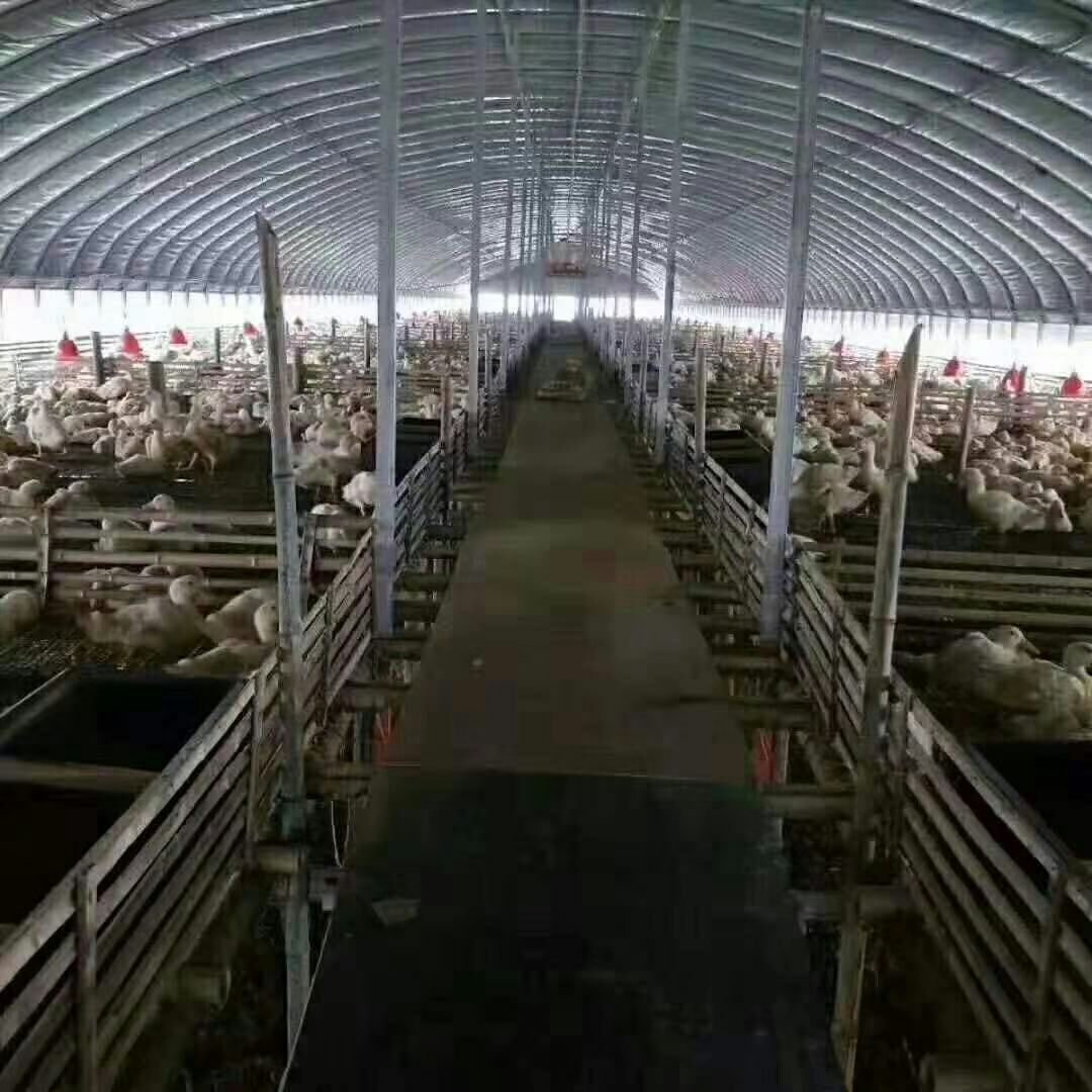  厂家直销，养殖大棚，种植大棚，单体大棚，连体大棚