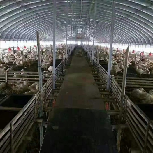 长兴县 厂家直销，养殖大棚，种植大棚，单体大棚，连体大棚