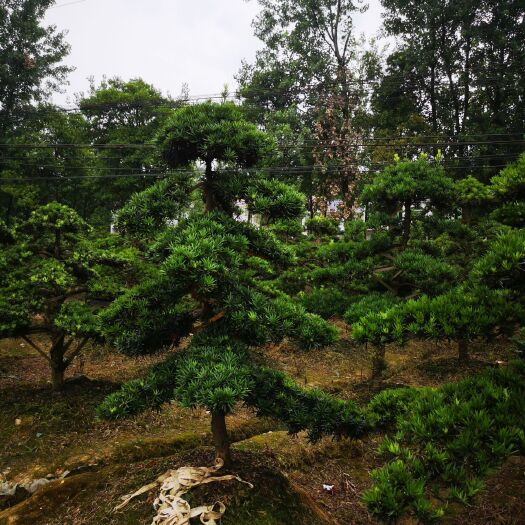 浏阳市 10到15的造型罗汉松，上工地苗