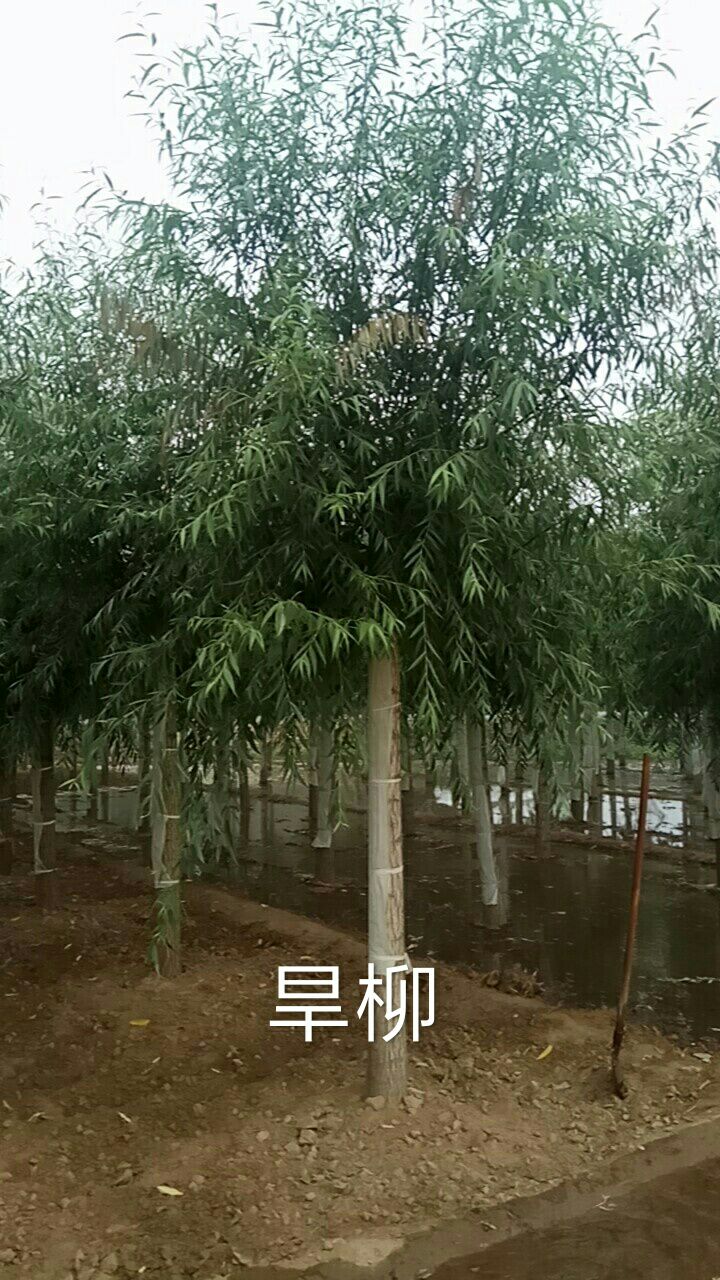 速生柳 平头旱柳，平头刺槐，地址:保定市博县八里庄村。