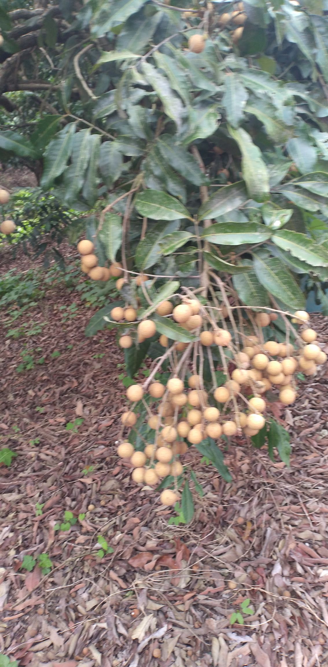  广西武鸣龙眼大量上市了