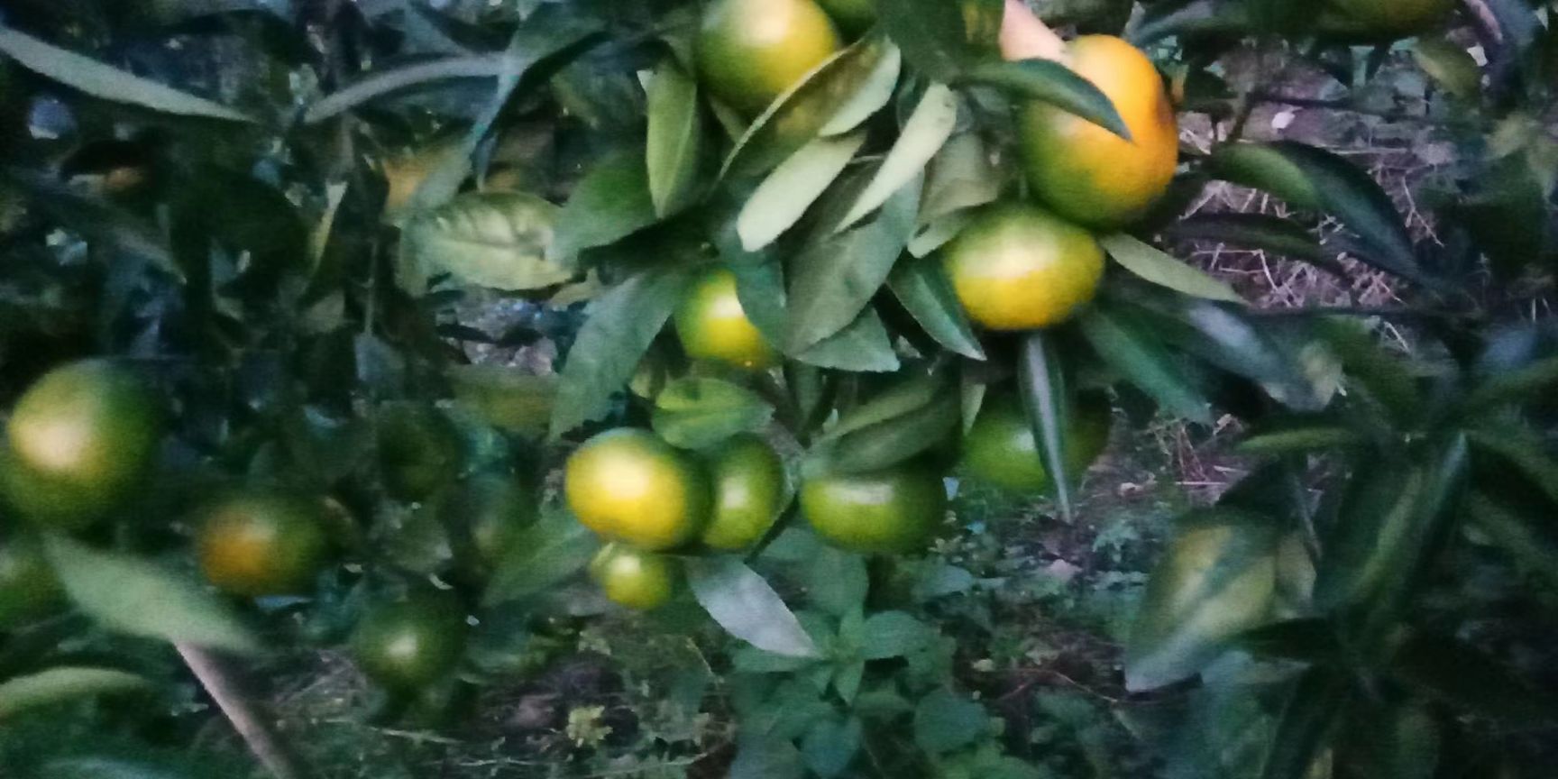 媛红碰柑 特早蜜橘