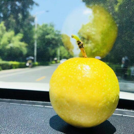昆明 云南黄金百香果