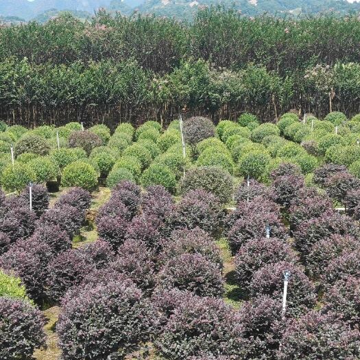 阳朔县双面红 大量红继木货源只等你来堤
