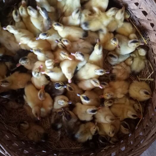 常德蛋鸭苗  厂家直供，技术指导