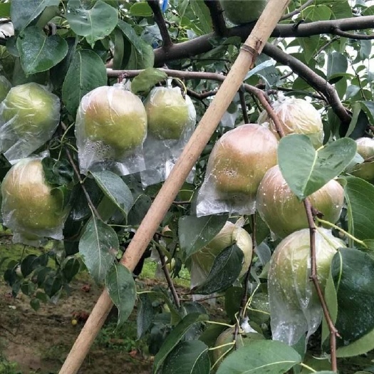 辛集市 自家种植玉露香梨，皮薄清甜，口感多汁，清肺去火