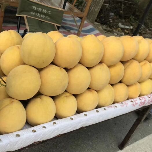 潜江市 黄桃
