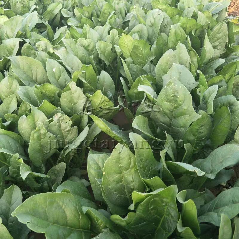  大叶菠菜种子秋季青菜种孑浓香大叶菠菜种籽四季播高产蔬菜籽