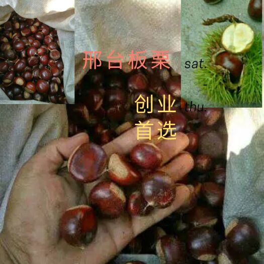 邢台邢台板栗油栗