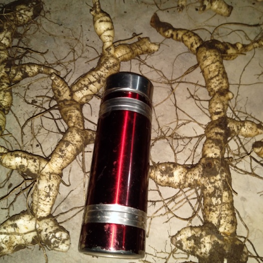 铜川 文王山近临红色照金革命圣地，山高林密，有几十年的老黄精。
