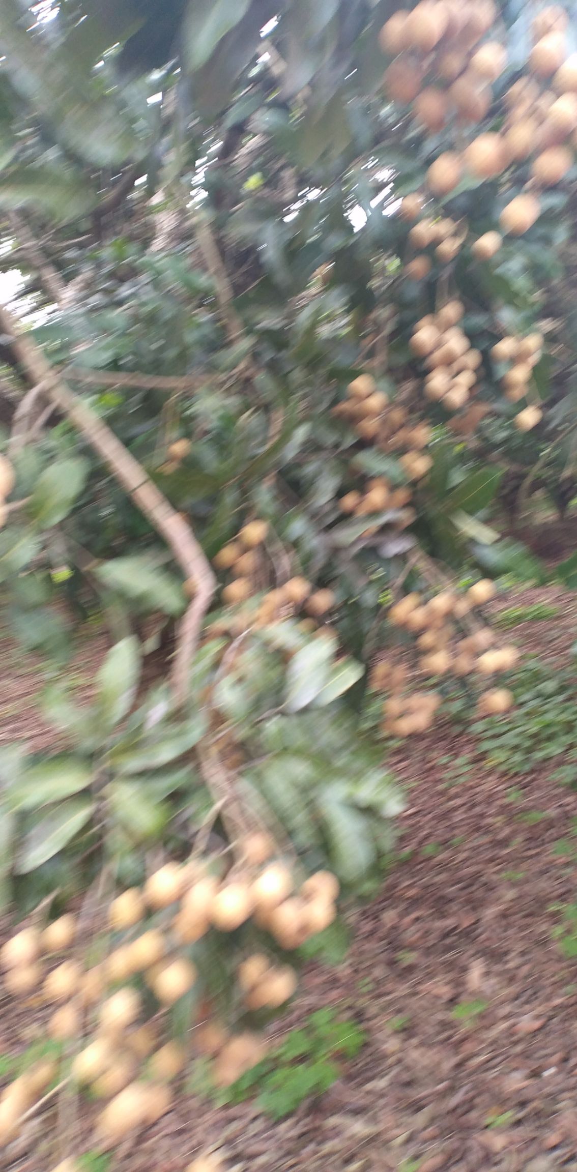  广西武鸣龙眼大量上市了