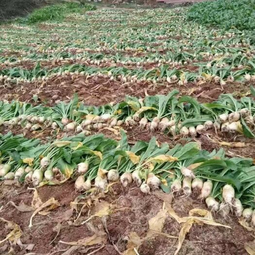 瓮安县大头咸菜 40万吨大头菜出售