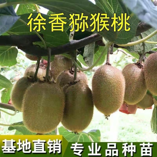 平邑县徐香猕猴桃苗 猕猴桃年苗 徐香猕猴他 红阳猕猴桃 红心猕猴桃 软枣猕猴桃