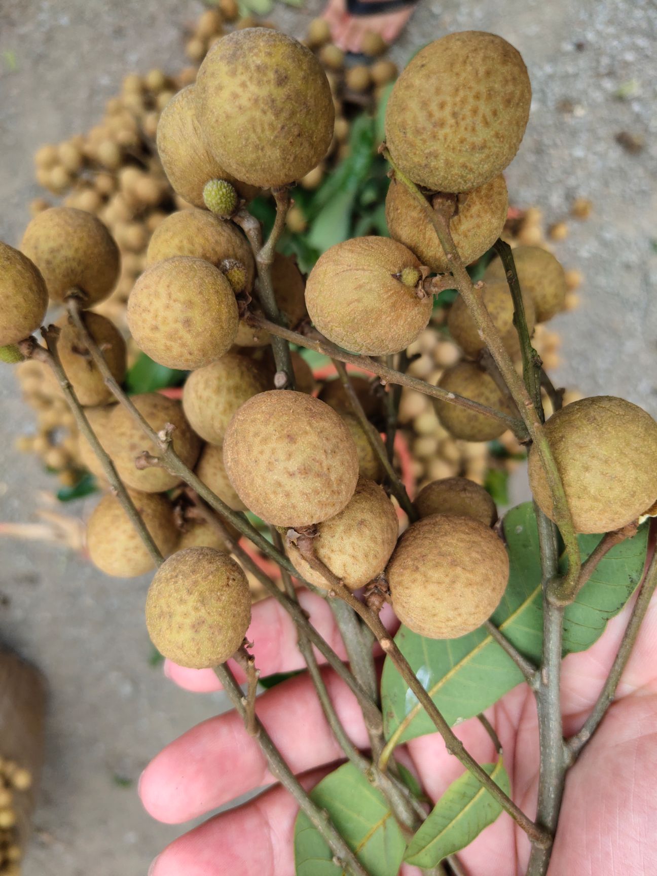  龙眼石硖龙眼  20 mm以上