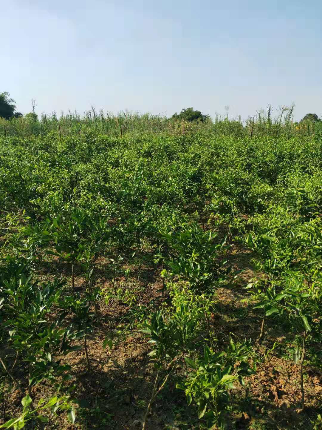 柑树苗 春节上市，媛小春