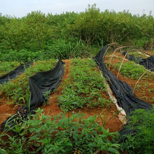瑞昌市吴茱萸苗 含量高，产量高，正宗江西抗病抗虫品种中花2代、最后2000株