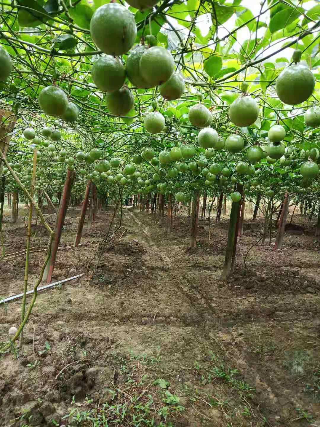  黄金百香果，现摘先发