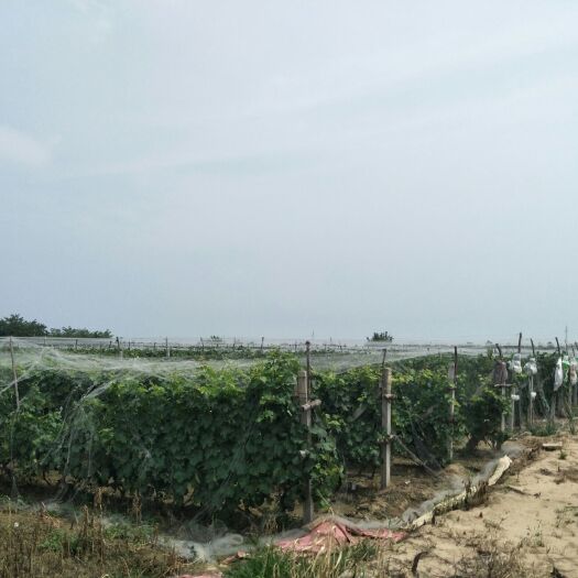 万荣县 山西运城，巨峰葡萄，大量上市