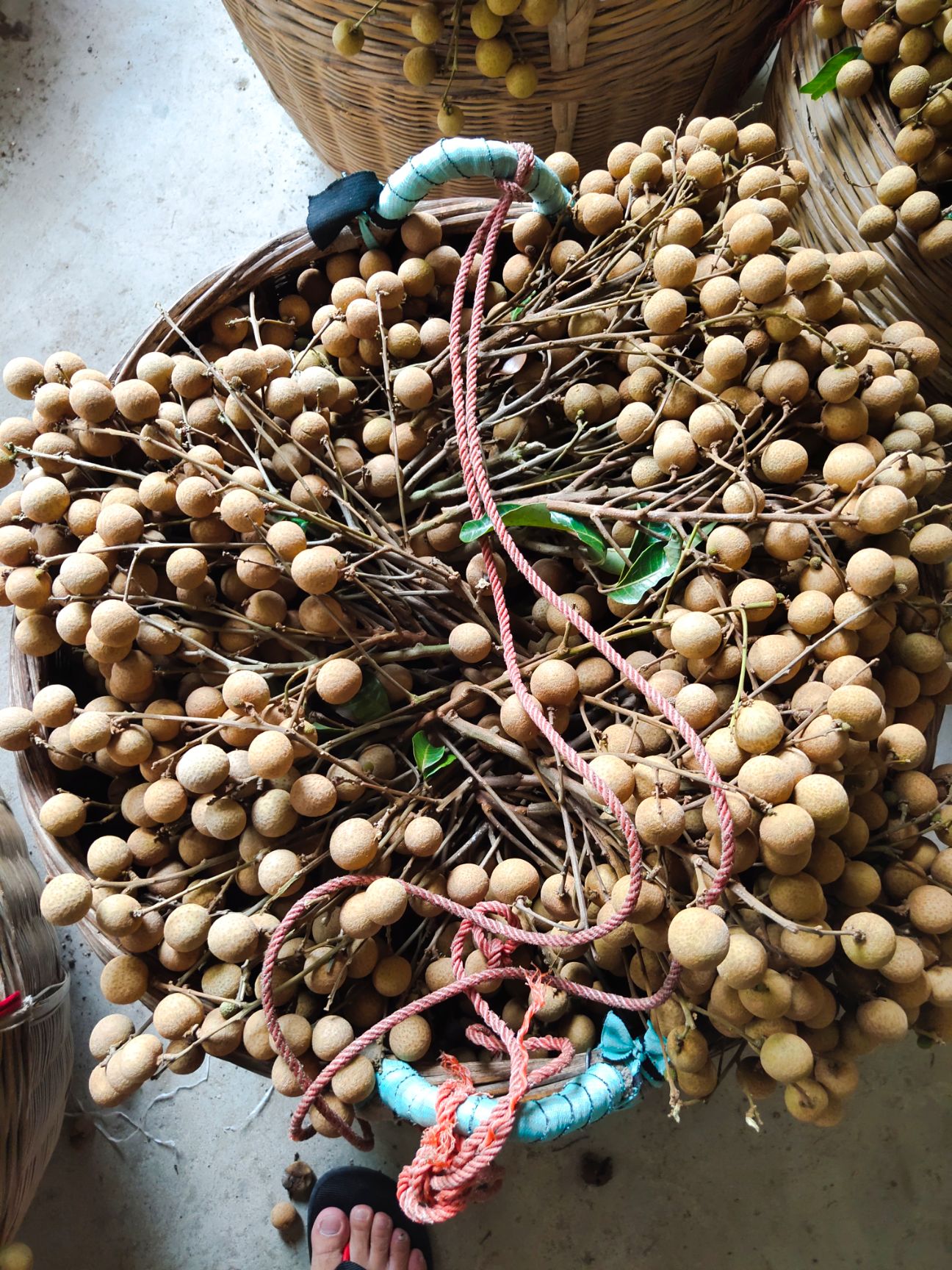  龙眼石硖龙眼  20 mm以上