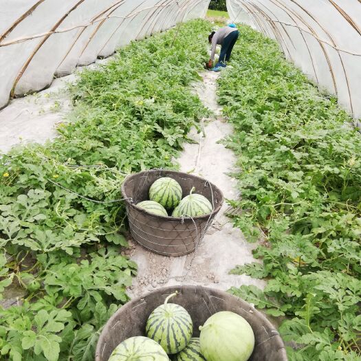 松桃县麒麟西瓜 6斤打底 8成熟 2茬 有籽 