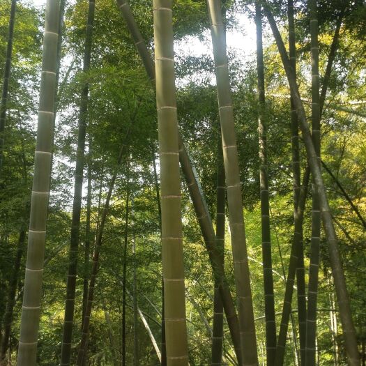 平江县 大批量供应楠竹
