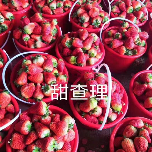 泰安 草莓苗，甜查理，桃熏等品种多，欢迎采购，欢迎实地考察