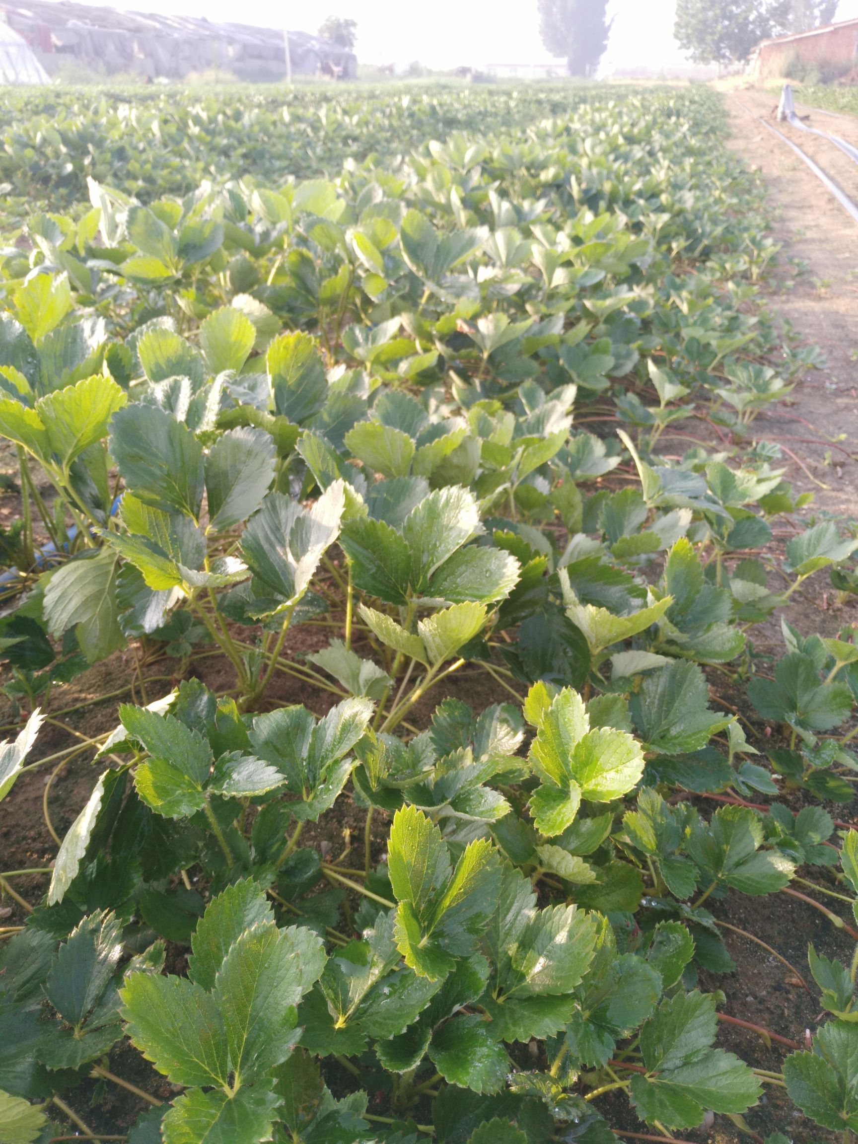 我刚发布了新供应信息[ 大棚专供草莓苗],想要货的老板欢迎找我咨询!