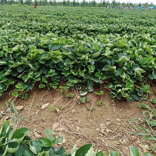 泰安脱毒草莓苗 10~20公分 地栽苗 
