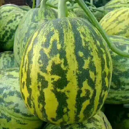  万亩甜瓜种植基地，质优价廉，保质保量，大量供货！