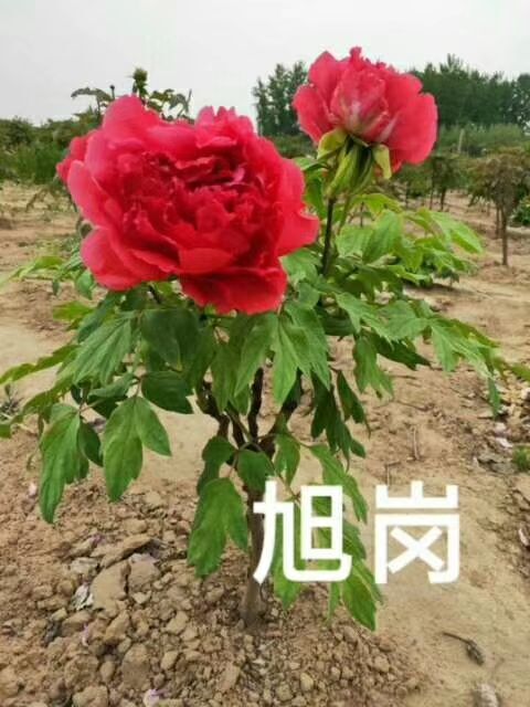 菏泽 需要牡丹的联系我 开始发货了