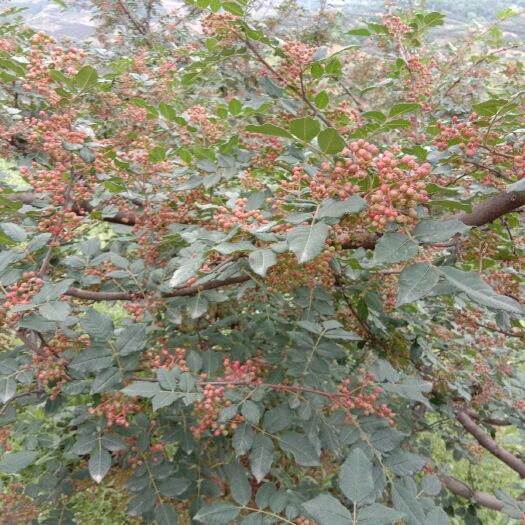 秦安县产地直销甘肃秦安大红袍花椒