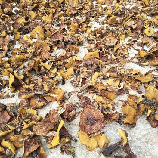 平泉市松蘑 买蘑菇的和卖蘑菇的堵车了