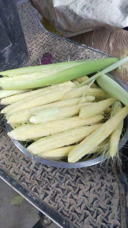 虞城县 玉米笋