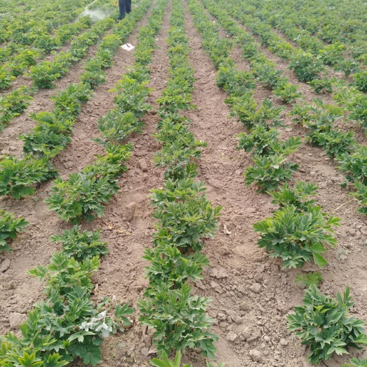 菏泽 大量供应精品牡丹芍药苗