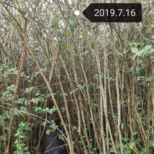 仁化县速生紫薇  低价处理百日红紫薇树苗，各种颜色花都有