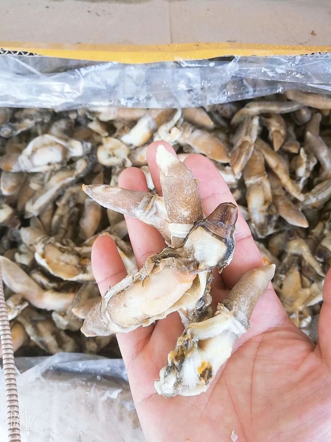 冷冻蚬子肉 新鲜蛏子肉