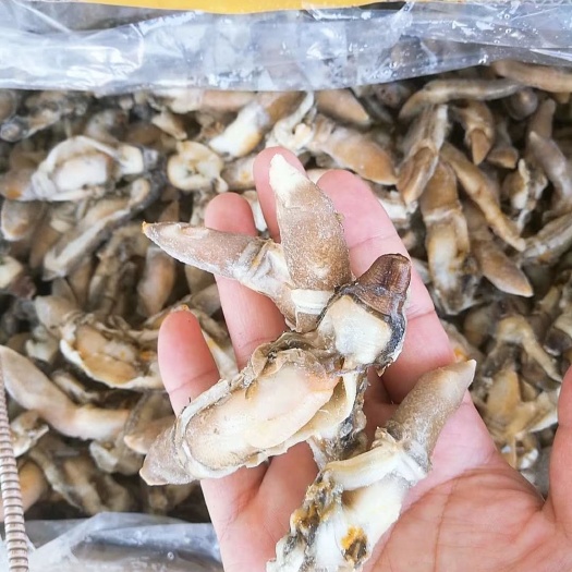 连云港冷冻蚬子肉 新鲜蛏子肉