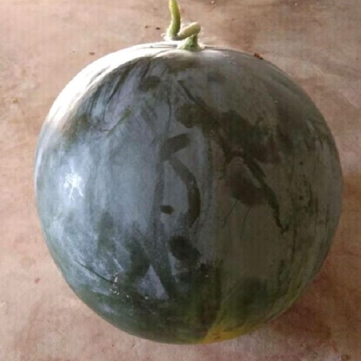 太康县 黑无籽西瓜耐运，甜度高品质好！