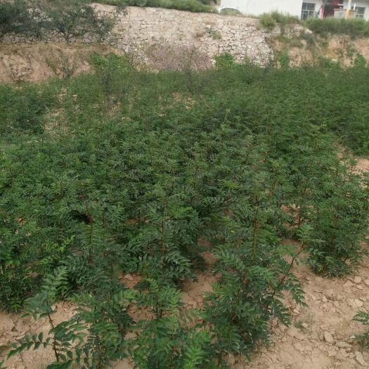 富平县 优质狮子头花椒苗子