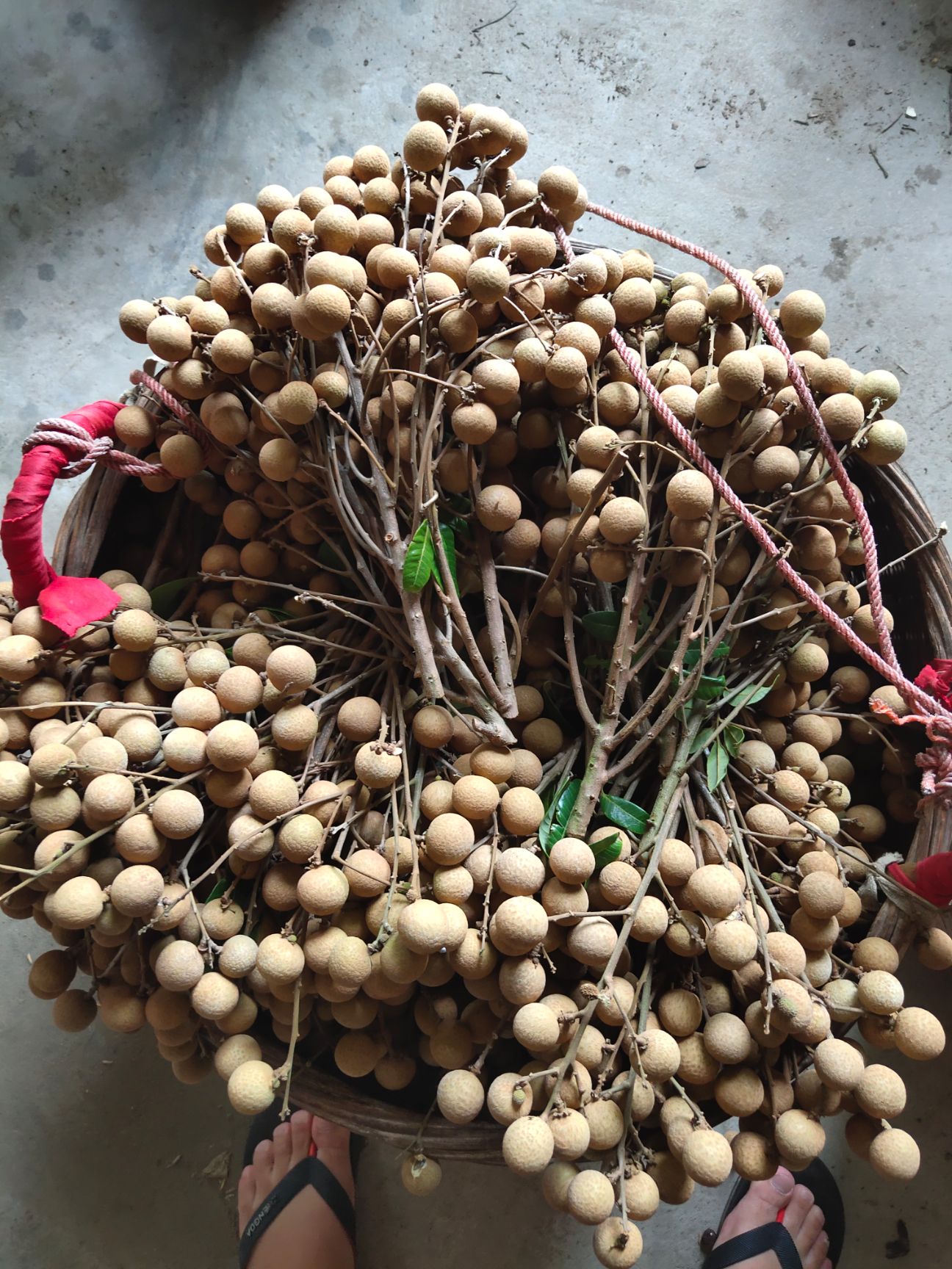  龙眼石硖龙眼  20 mm以上