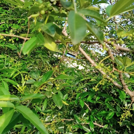 鹤庆县 云南优质花椒，色正味浓，是调味上品，欢迎选购。