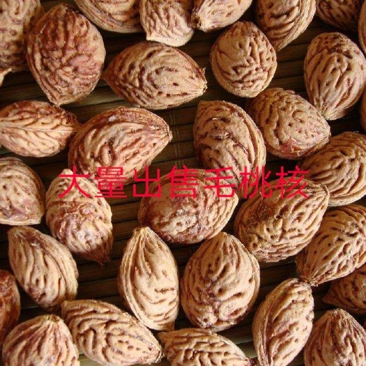 亳州毛桃苗  2020新毛桃核