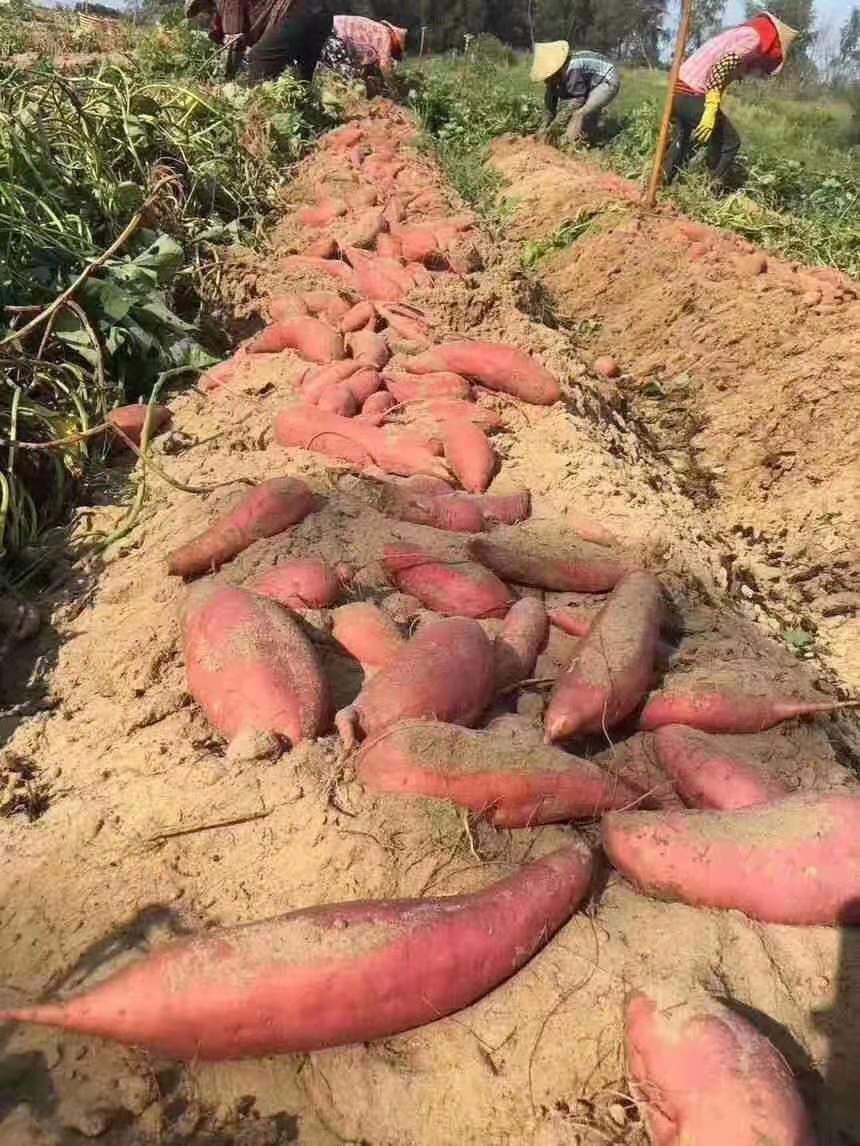 红心红薯 红皮黄薯，香甜美味，香，甜，粉   糯