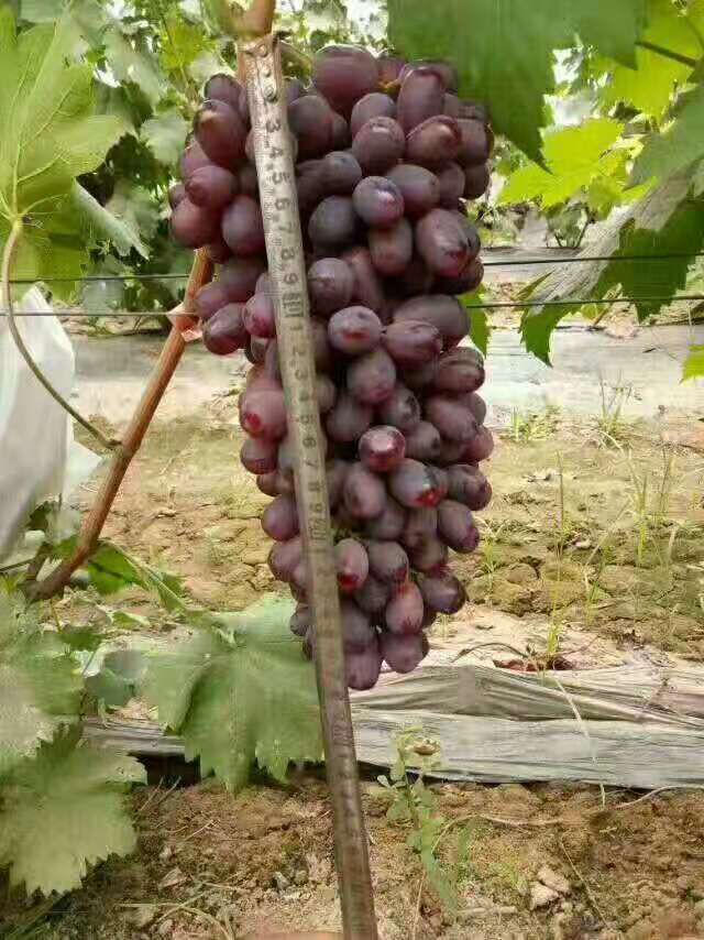  巨盛一号葡萄苗